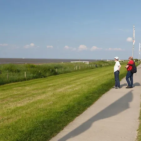 Seeschwalbe Cuxhaven